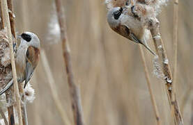 Eurasian Penduline Tit