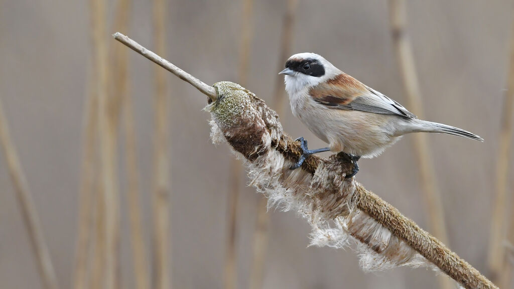 Eurasian Penduline Tit