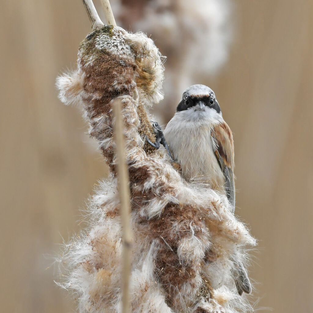 Eurasian Penduline Tit male adult, identification