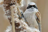 Rémiz penduline