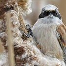Rémiz penduline