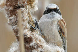 Eurasian Penduline Tit