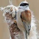 Rémiz penduline
