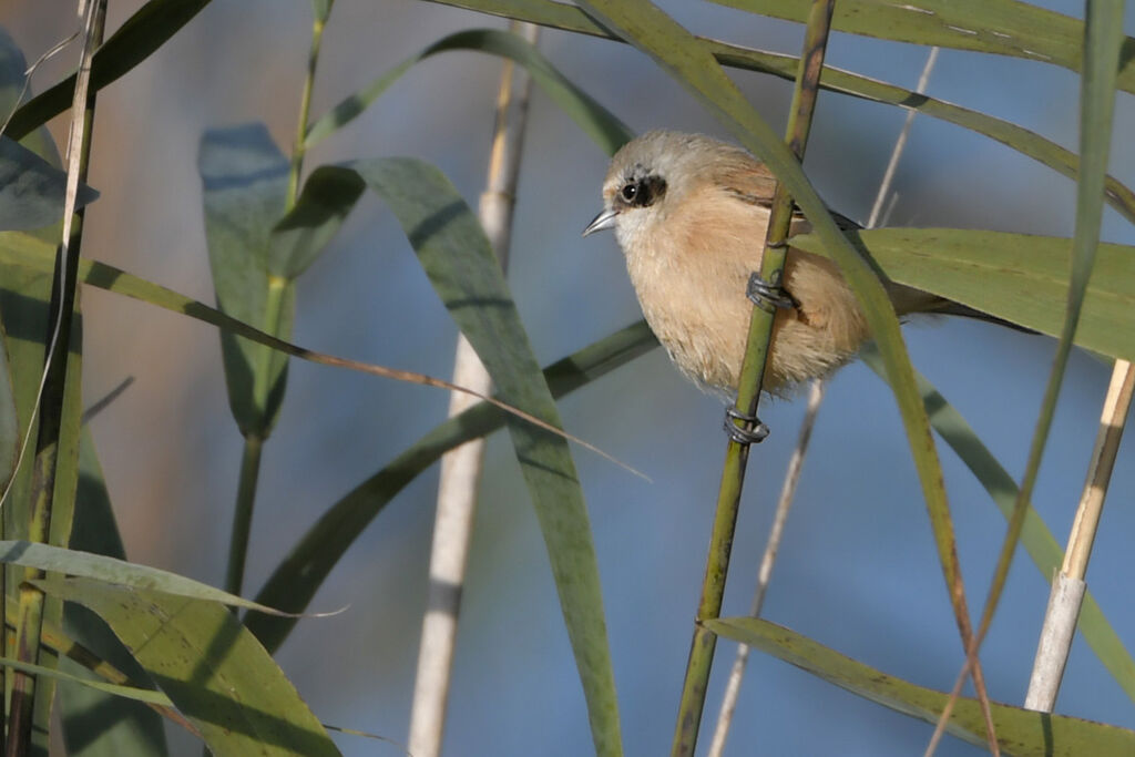 Eurasian Penduline TitFirst year, identification