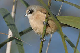 Eurasian Penduline Tit