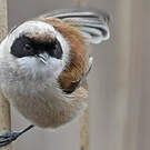 Rémiz penduline