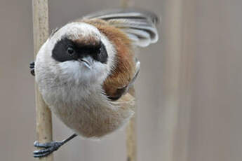 Rémiz penduline