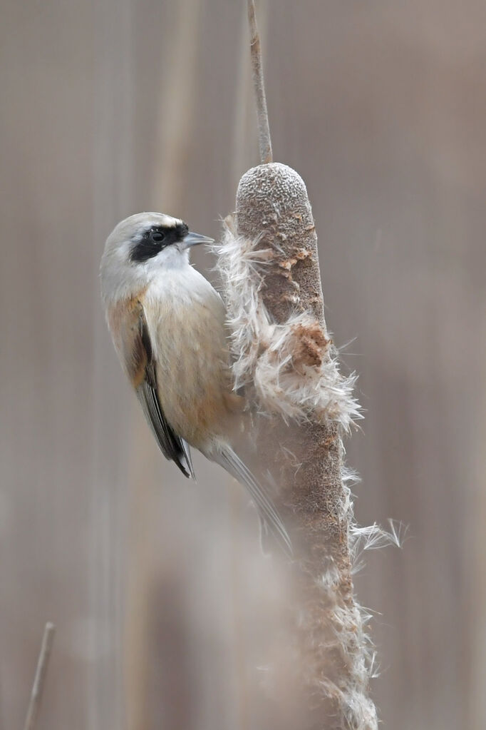 Rémiz penduline femelle adulte, identification, régime