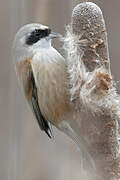 Eurasian Penduline Tit