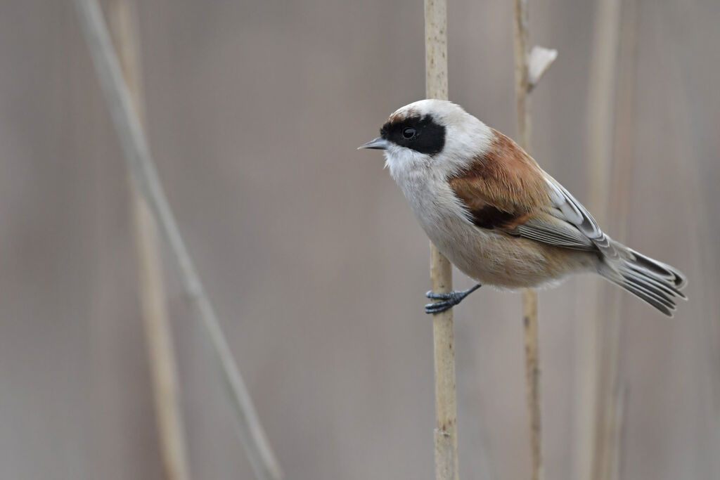 Eurasian Penduline Tit male adult, identification