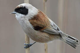 Eurasian Penduline Tit