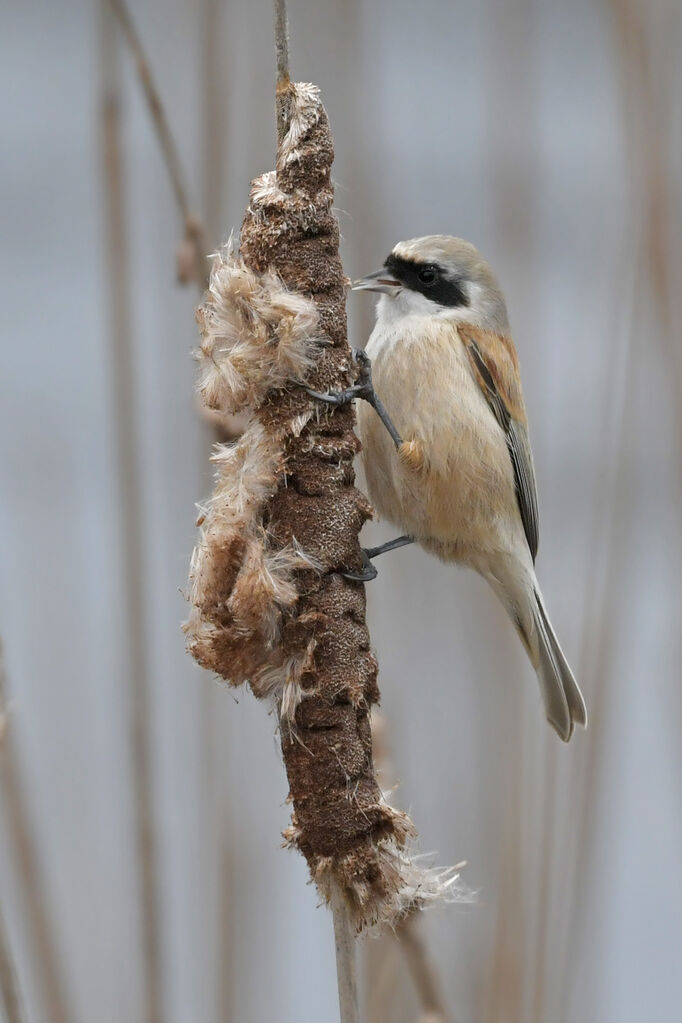 Rémiz penduline femelle adulte, identification