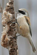 Eurasian Penduline Tit