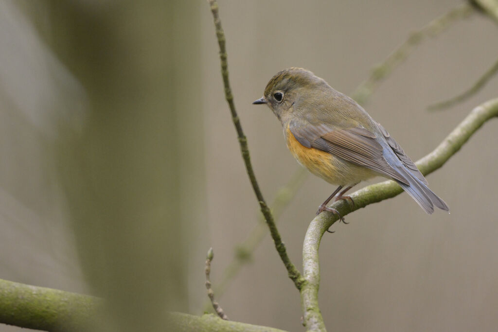 Robin à flancs roux, identification