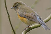 Robin à flancs roux