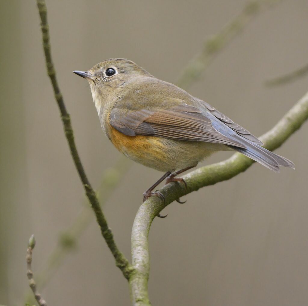 Robin à flancs roux, identification