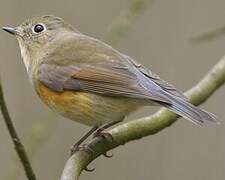 Robin à flancs roux