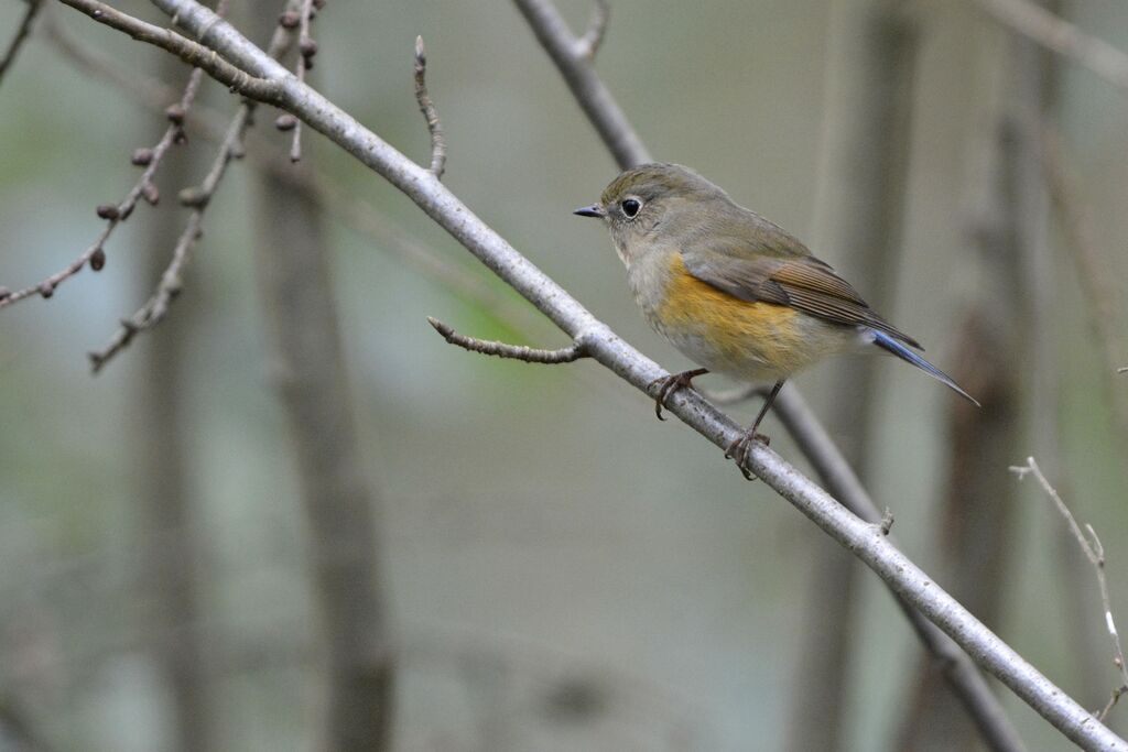 Robin à flancs roux, identification