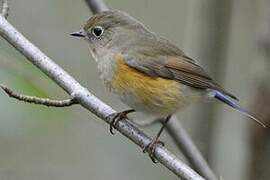 Robin à flancs roux