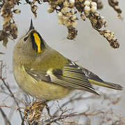 Goldcrest