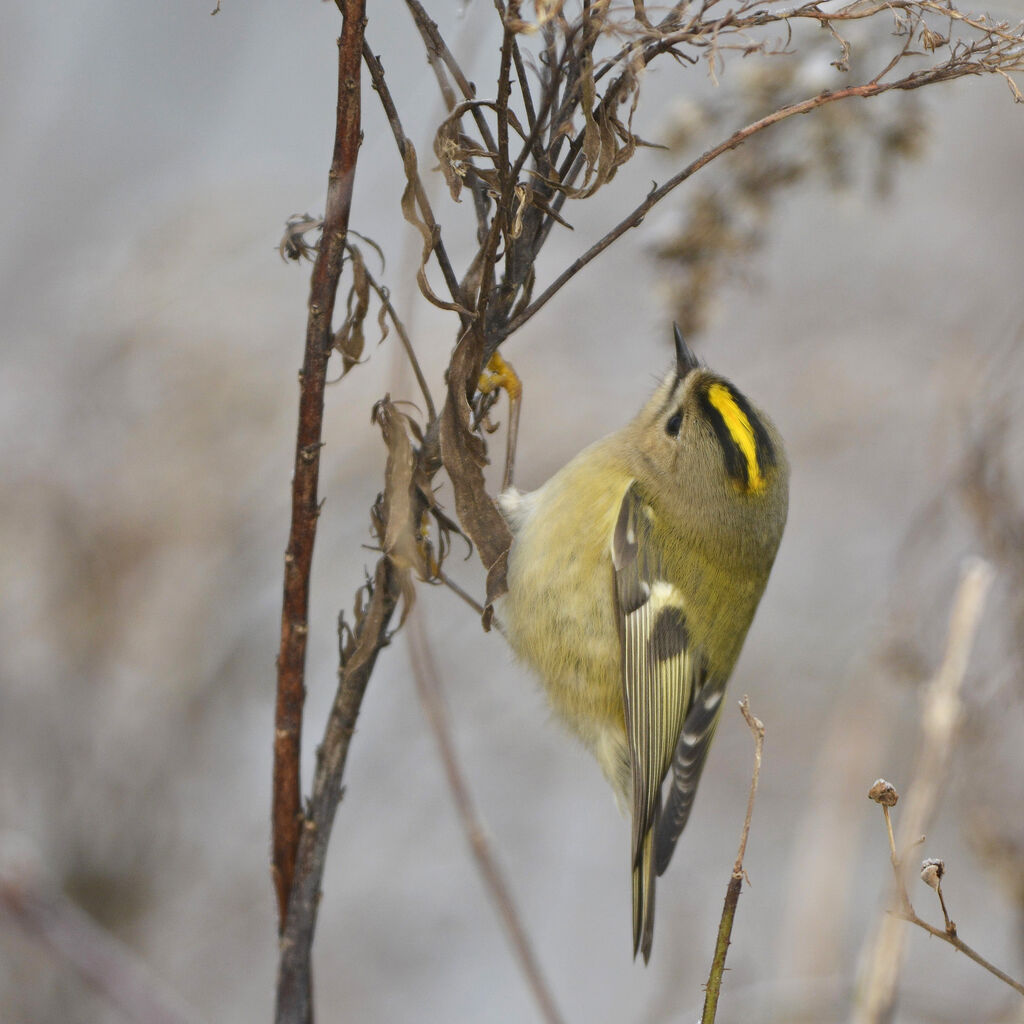 Goldcrest, identification