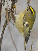 Goldcrest