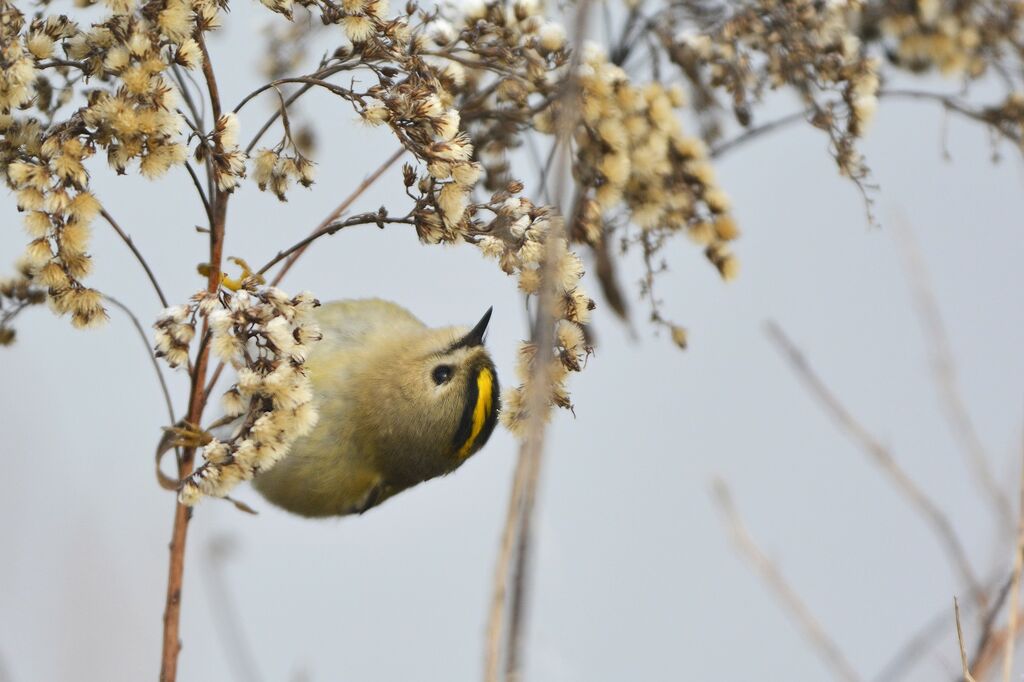 Goldcrest