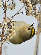 Goldcrest