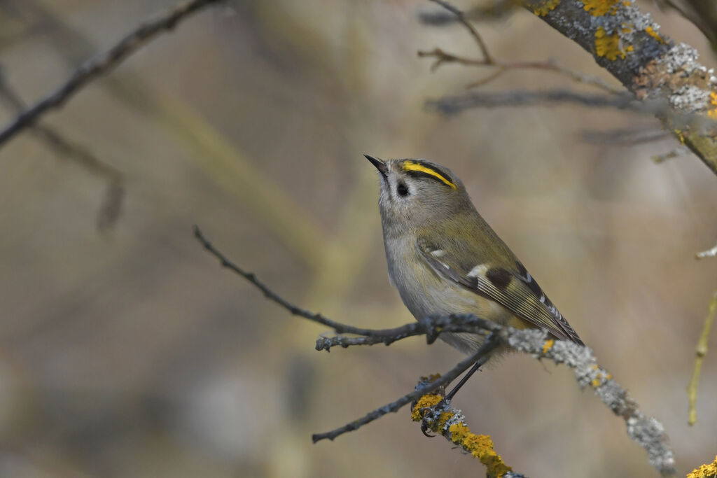 Goldcrest female adult, identification