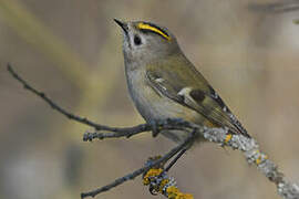 Goldcrest