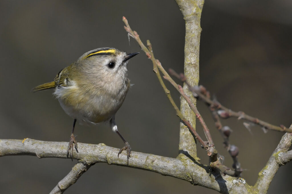 Goldcrest female adult, identification