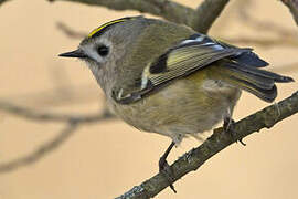 Goldcrest