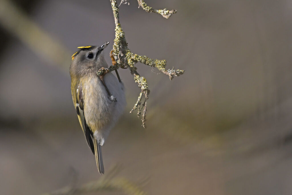 Goldcrestadult, identification, feeding habits