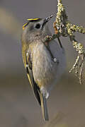 Goldcrest