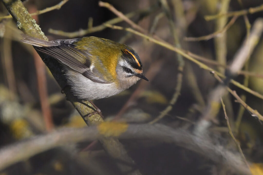 Common Firecrest male adult, identification