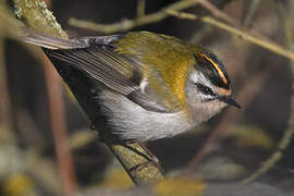 Common Firecrest