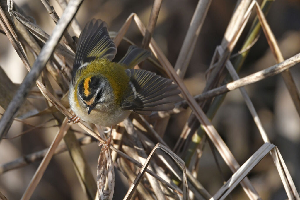 Common Firecrest male adult, identification