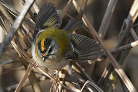 Common Firecrest