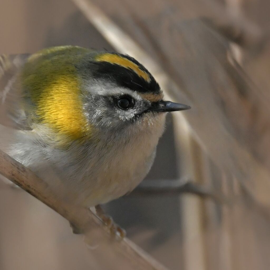 Common Firecrest female adult, close-up portrait