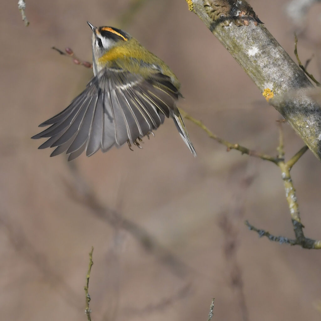 Common Firecrest male adult, Flight