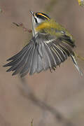 Common Firecrest