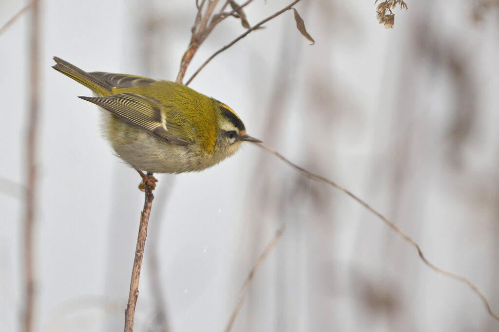 Common Firecrest, identification