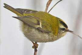 Common Firecrest