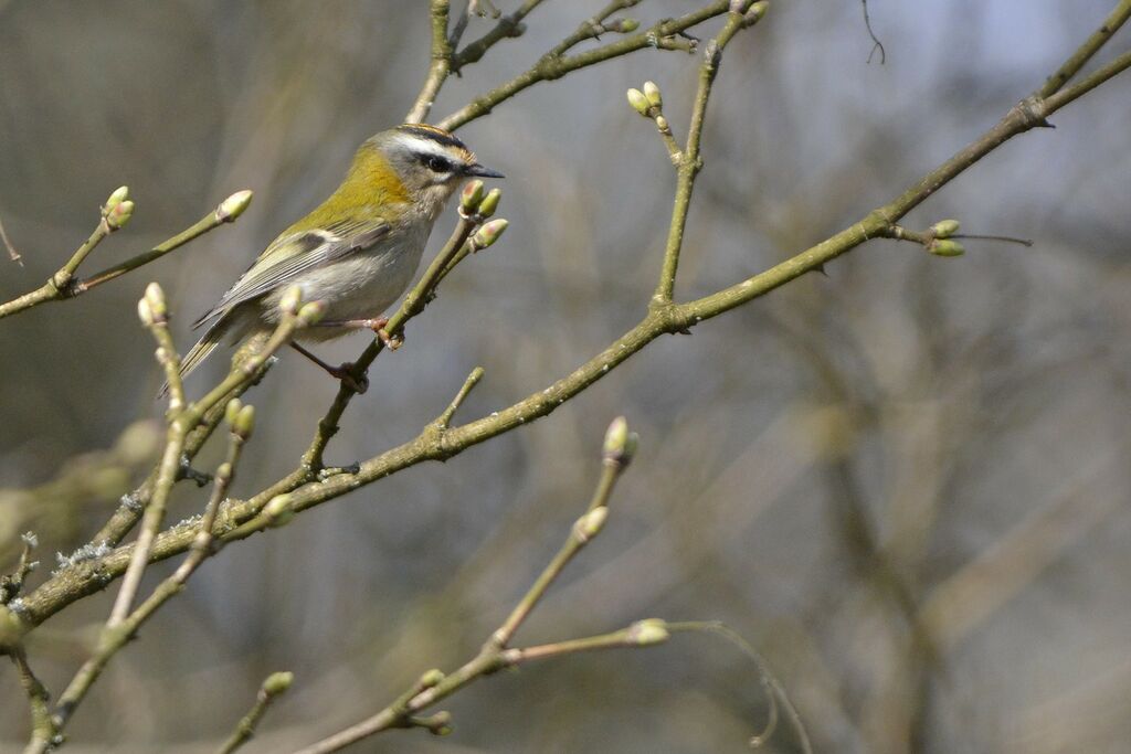 Common Firecrest, identification