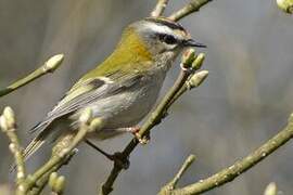 Common Firecrest