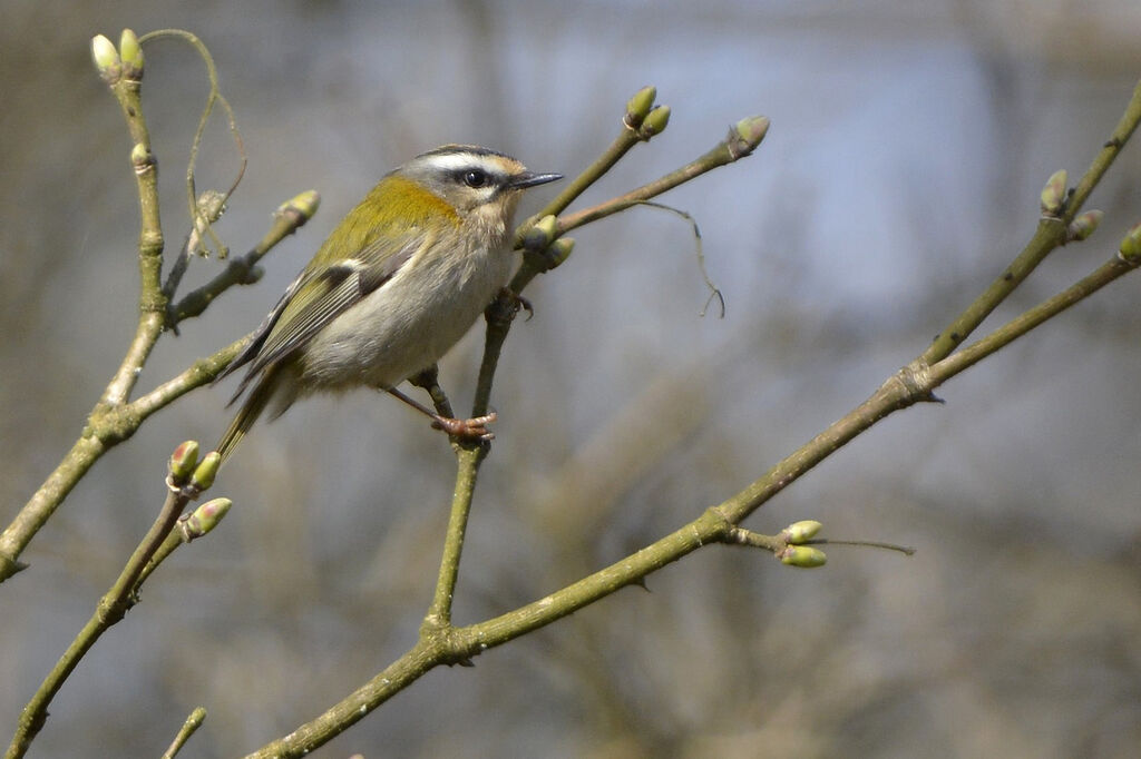 Common Firecrest