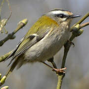 Common Firecrest