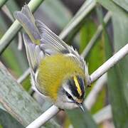 Common Firecrest