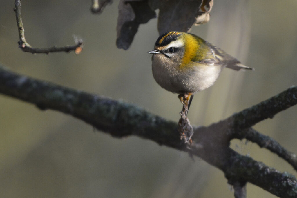 Common Firecrest male adult, identification