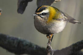 Common Firecrest